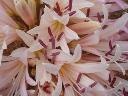Brunsvigia bosmaniae purple anthers